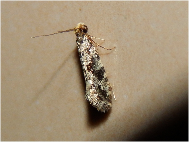 Aiuto ID microlepidottero (2-3 mm)